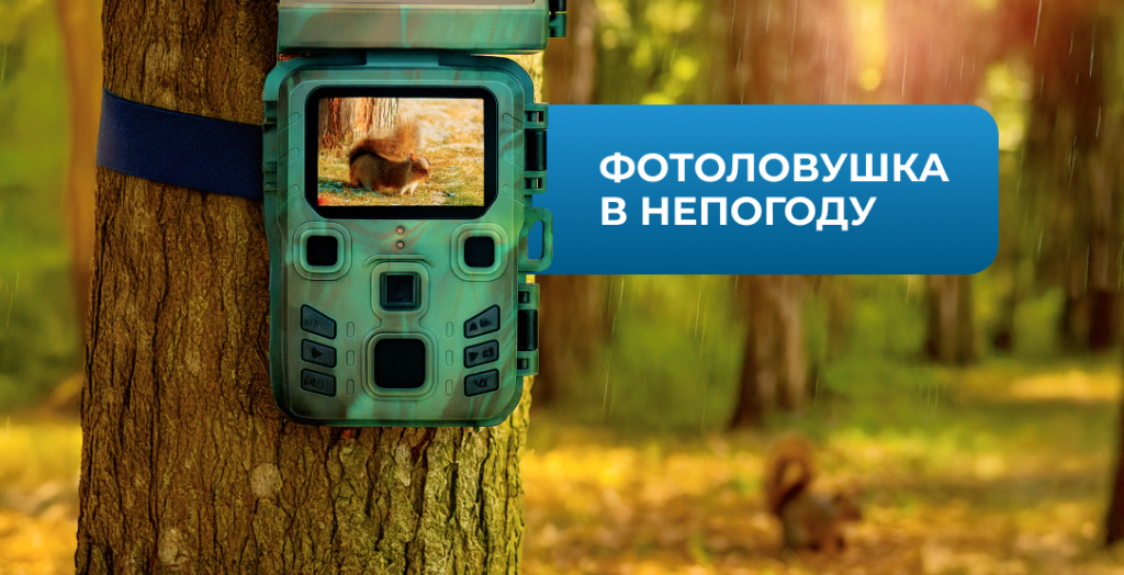 Куда повесить фото-ловушку